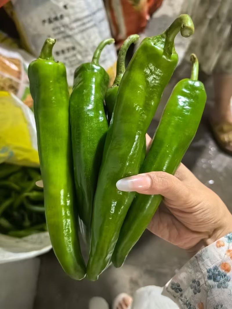 牛角椒羊角椒产地看货论价保质保量欢迎订购