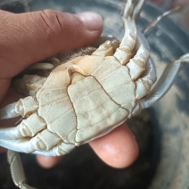 老头蟹，1公，15公，1母，15母，**蟹黄厂，电商平台
