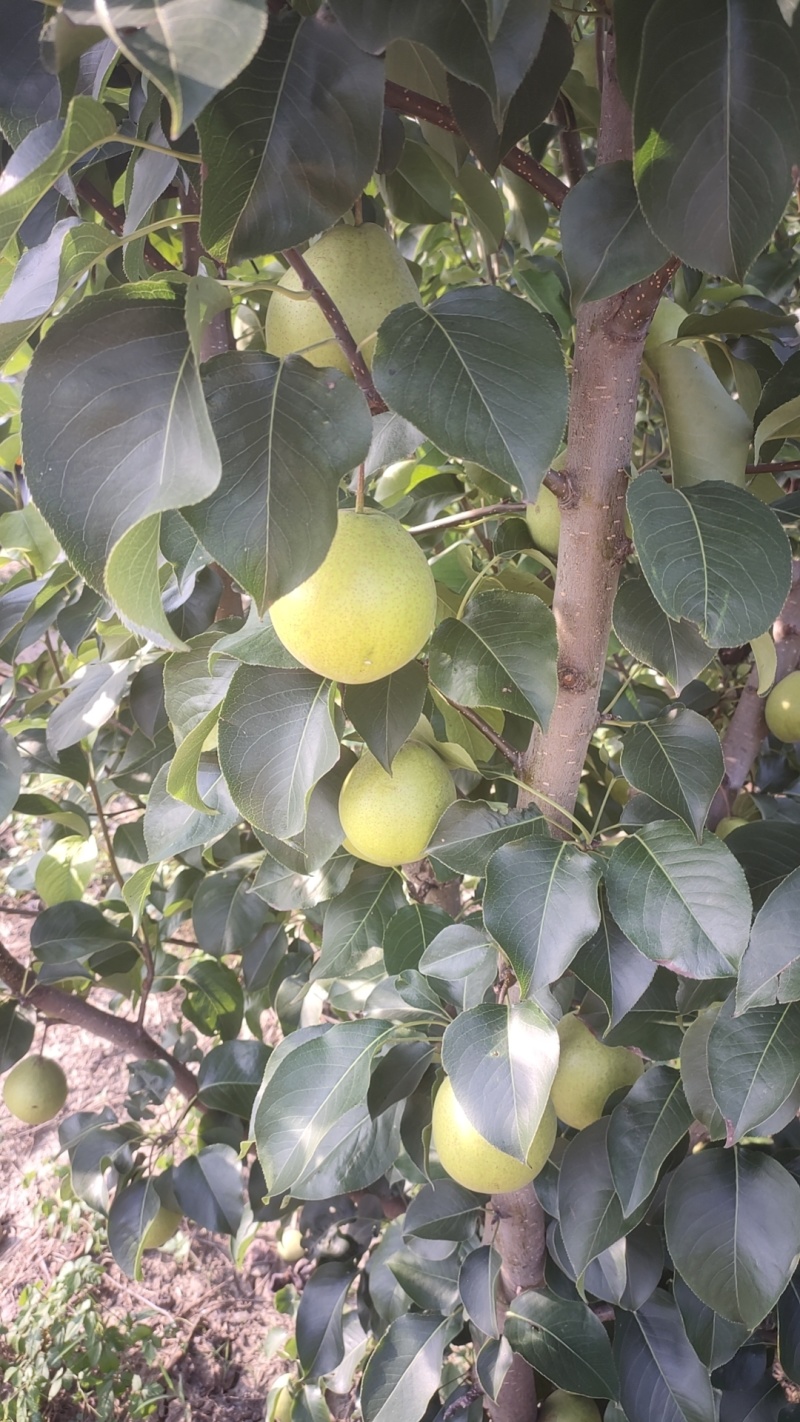 鄂梨2号梨，口感好，无渣