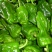301辣椒泡椒芜湖椒产地看货论价保质保量