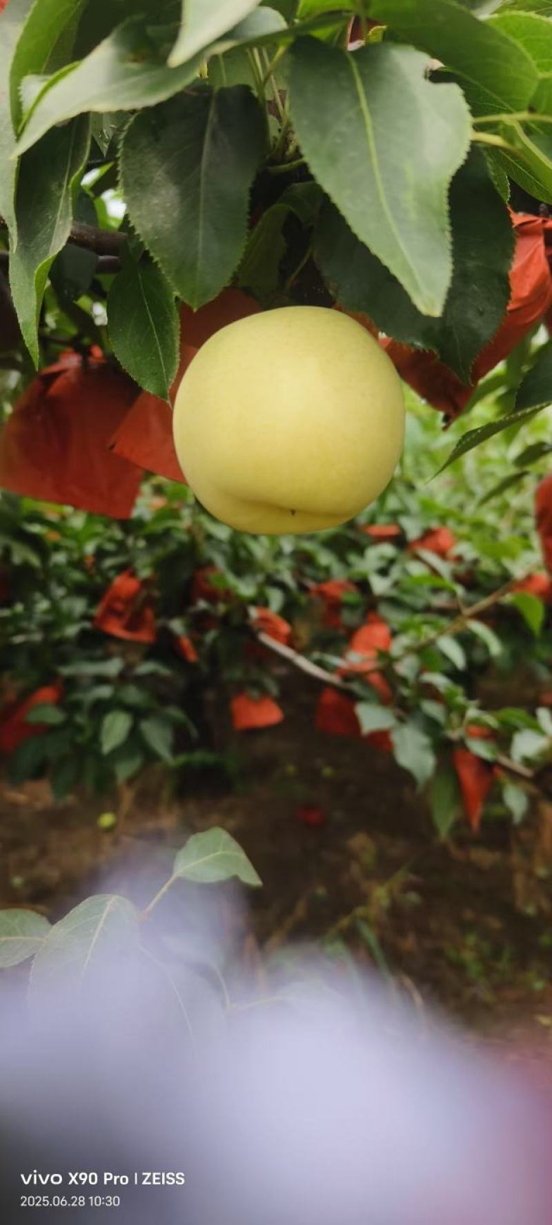 山东省聊城冠县白宝石莉大量有货有需要的老板马上连系我吧。