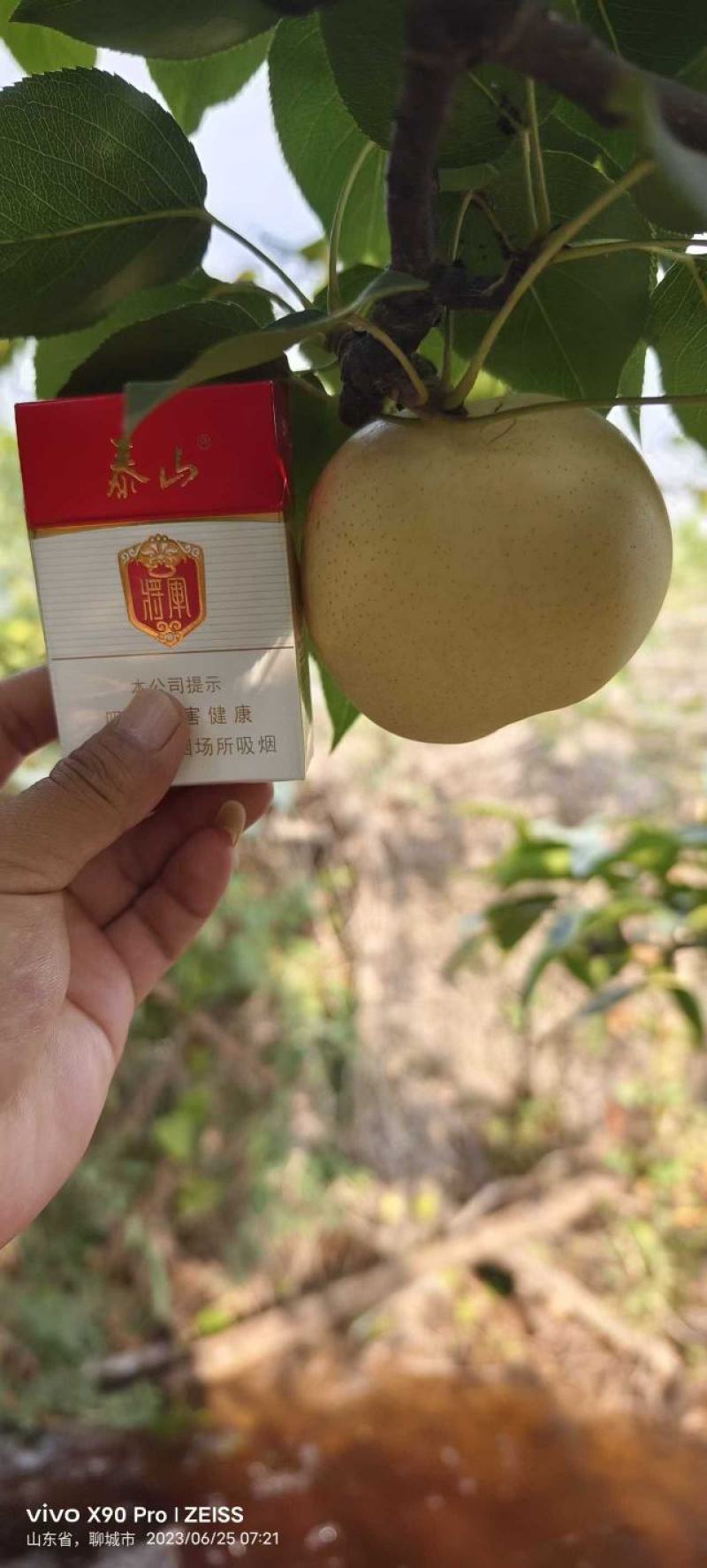 山东省聊城冠县白宝石莉大量有货有需要的老板马上连系我吧。