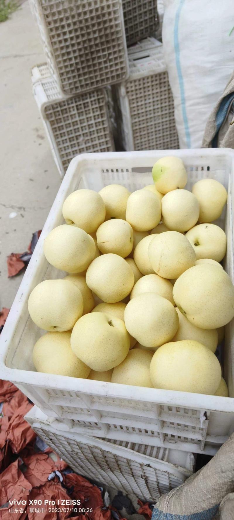 山东省聊城冠县白宝石莉大量有货有需要的老板马上连系我吧。