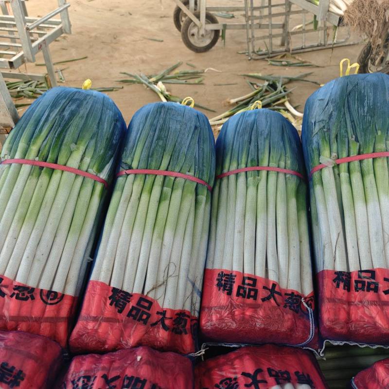 平度铁杆大葱，常年供应，加工厂，冷库一体化供应！