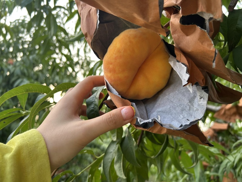 毛蟠桃黄金蟠桃