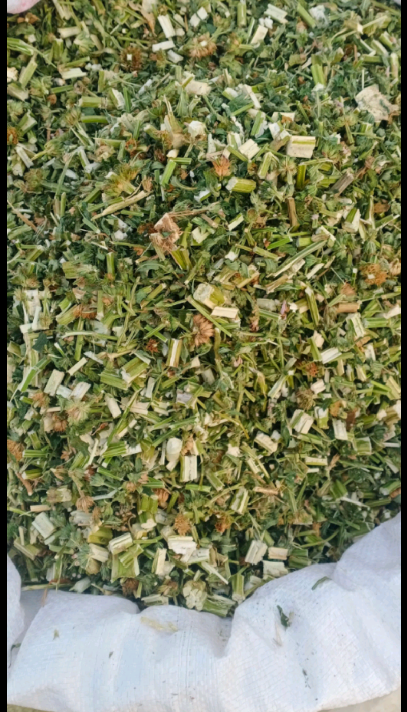 益母草野生货干净无杂质周边老百姓野地里采割人工挑选产地