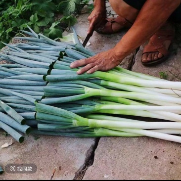 精品栽种大葱