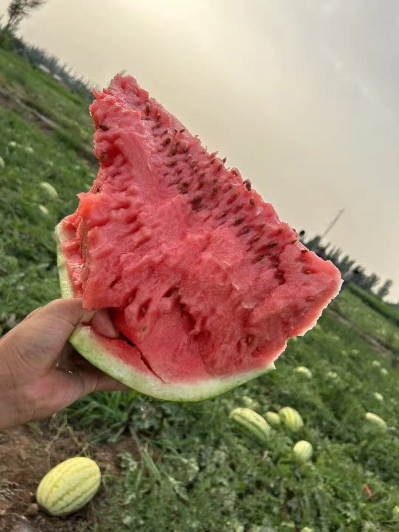 宁夏硒砂瓜大量供应全国代发量大从优欢迎老板来电咨询质量保