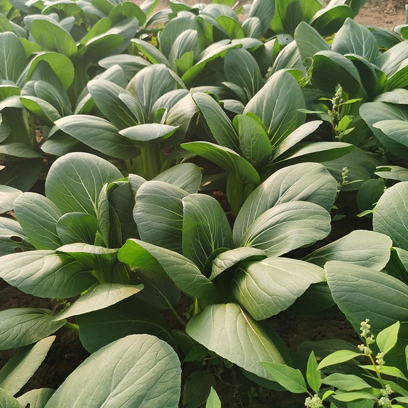 春绿2号青梗菜种子植株直立紧凑束腰抗病小青菜籽
