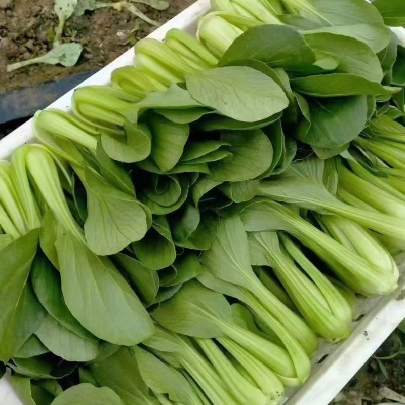 春绿2号青梗菜种子植株直立紧凑束腰抗病小青菜籽