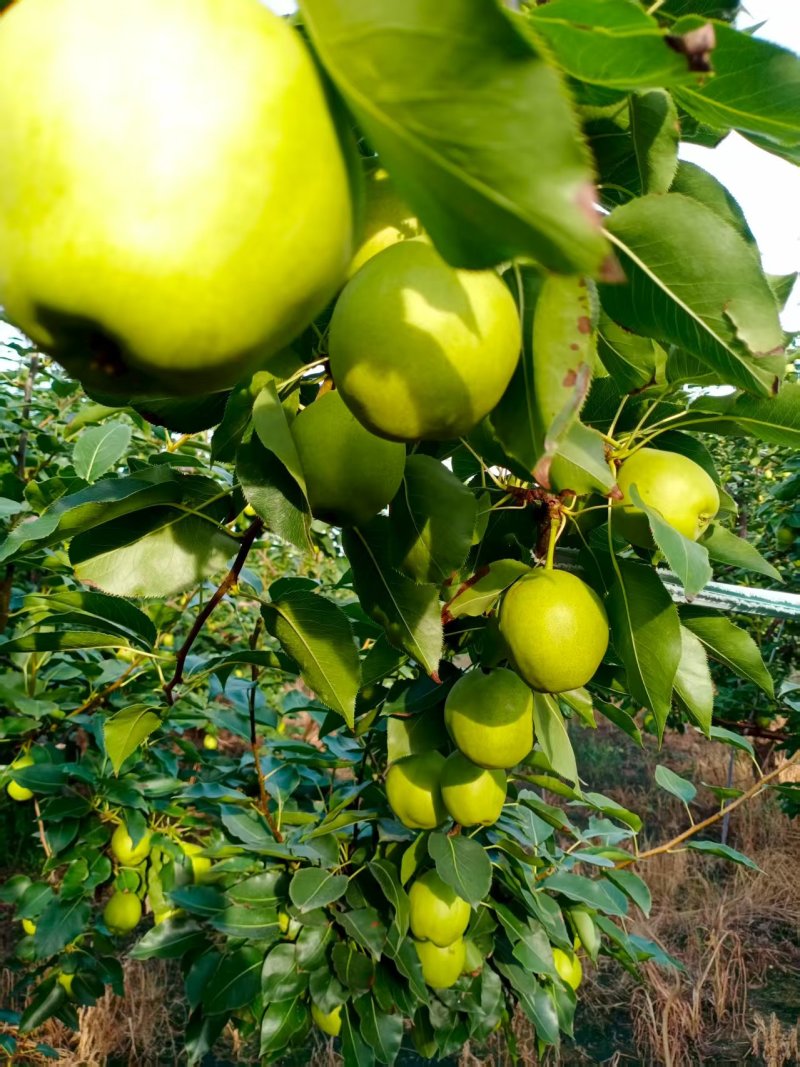 富晒梨种植基地
