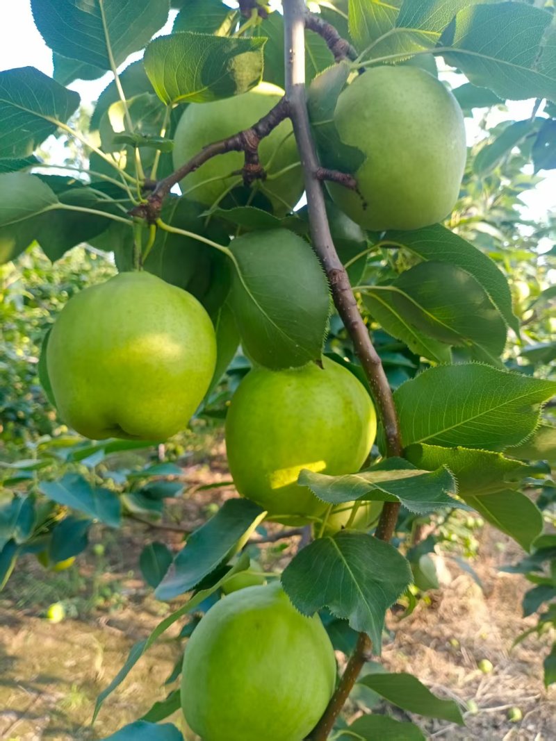 富晒梨种植基地