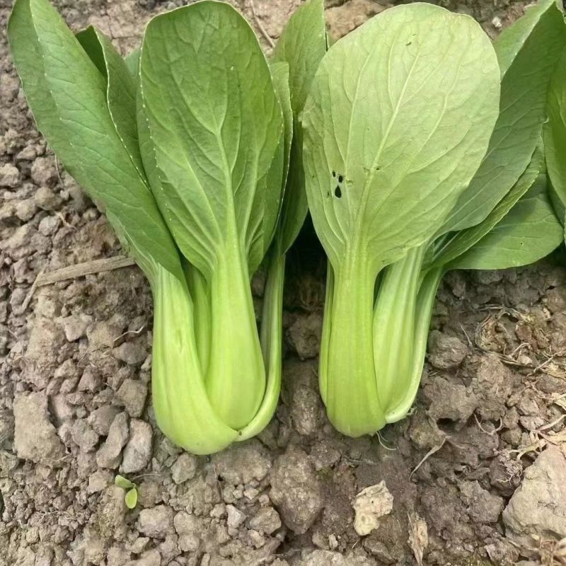 春绿3号青菜种子抗病束腰直立青梗菜种籽农家四季蔬菜种