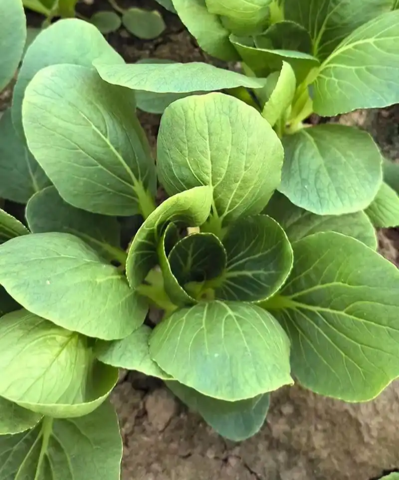 春绿3号青菜种子抗病束腰直立青梗菜种籽农家四季蔬菜种