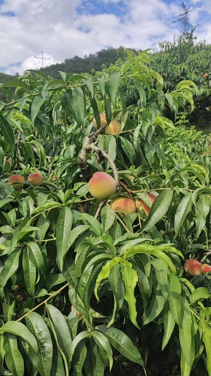 平武响岩白花桃，大量有货，对接全国市场电商平台，量大优惠