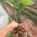 云南大叶种茶苗货源充足量大从优质量保证欢迎咨询