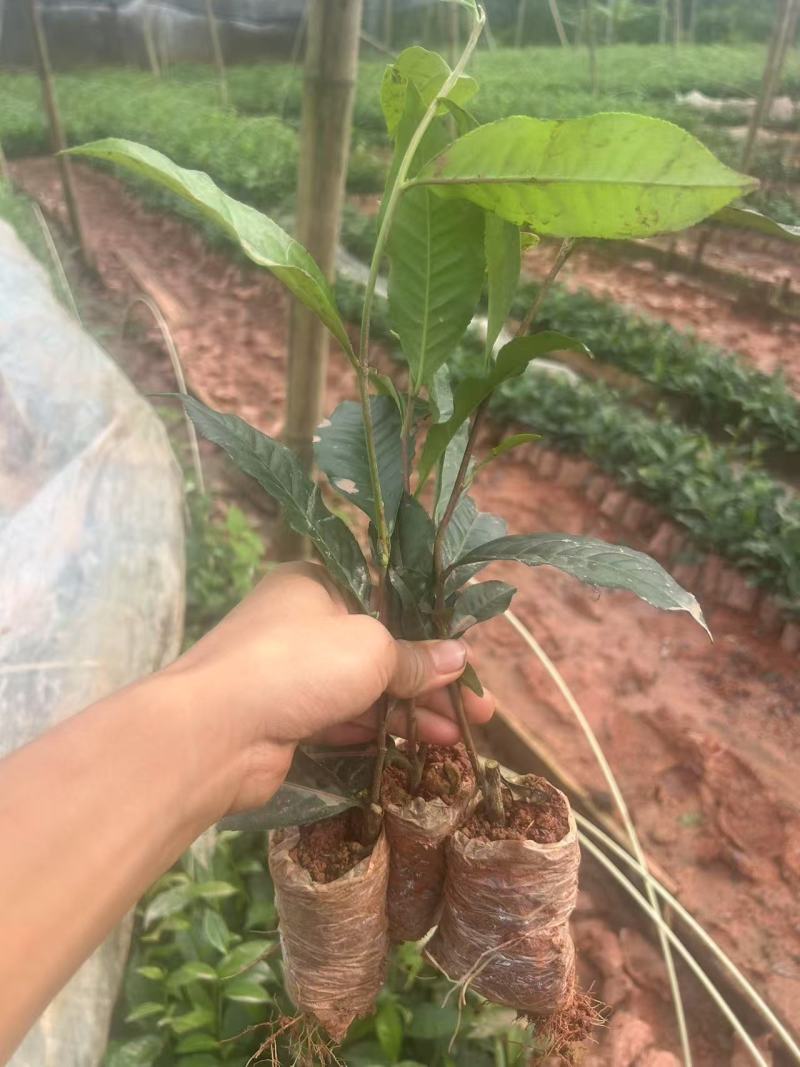 云南大叶种茶苗货源充足量大从优质量保证欢迎咨询