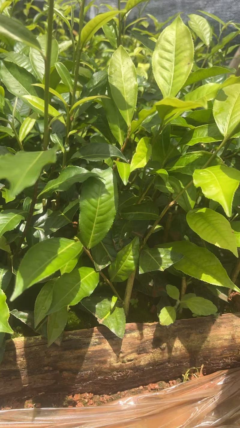 云南大叶种茶苗货源充足量大从优质量保证欢迎咨询