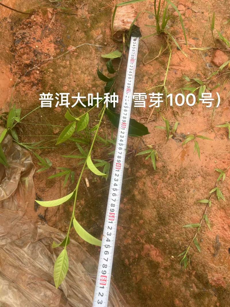 云南大叶种茶苗货源充足量大从优质量保证欢迎咨询