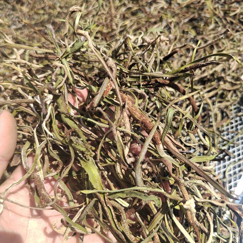 广西悬崖峭壁上的茶肾精茶