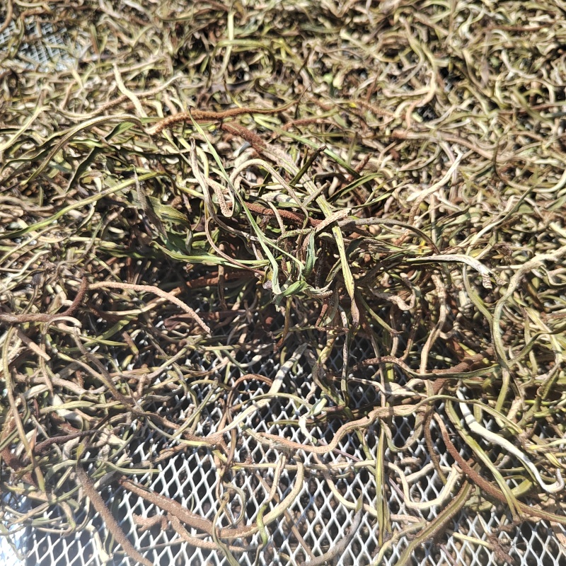 广西悬崖峭壁上的茶肾精茶