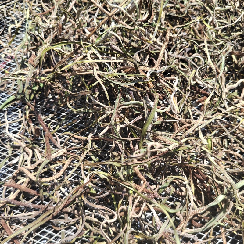 广西悬崖峭壁上的茶肾精茶