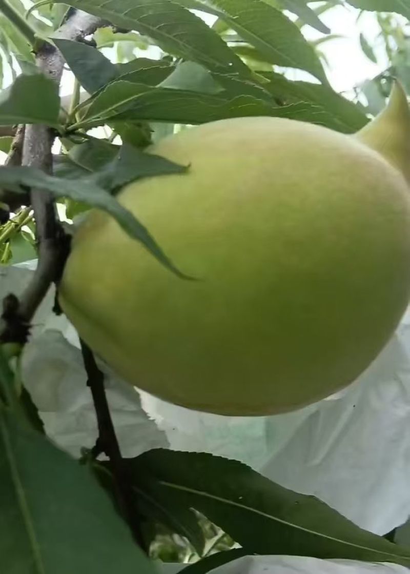 产地直发鹰嘴桃又脆又甜，欢迎订购