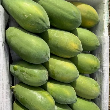 大青红木瓜