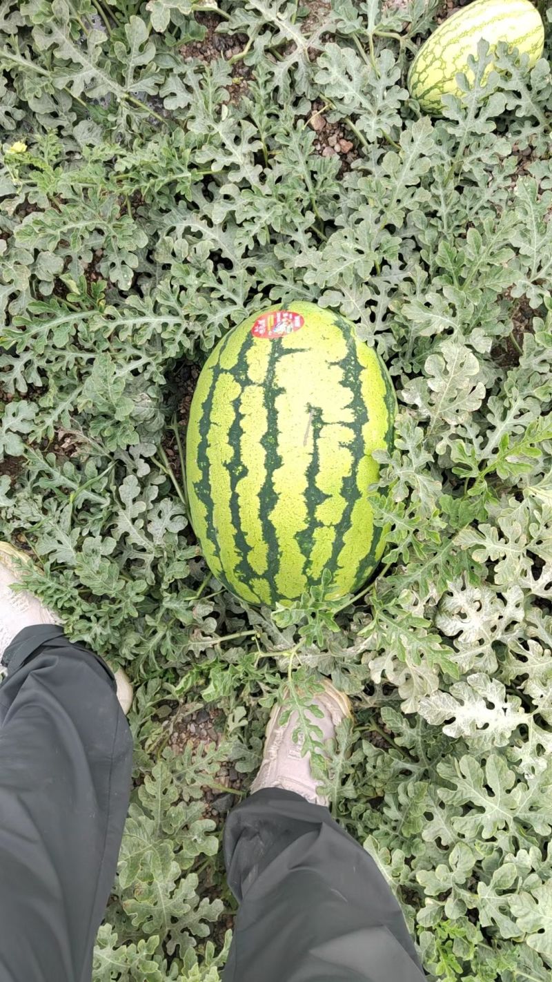 【热卖推荐】宁夏硒砂瓜、正宗石头瓜、价格实惠欢迎咨询
