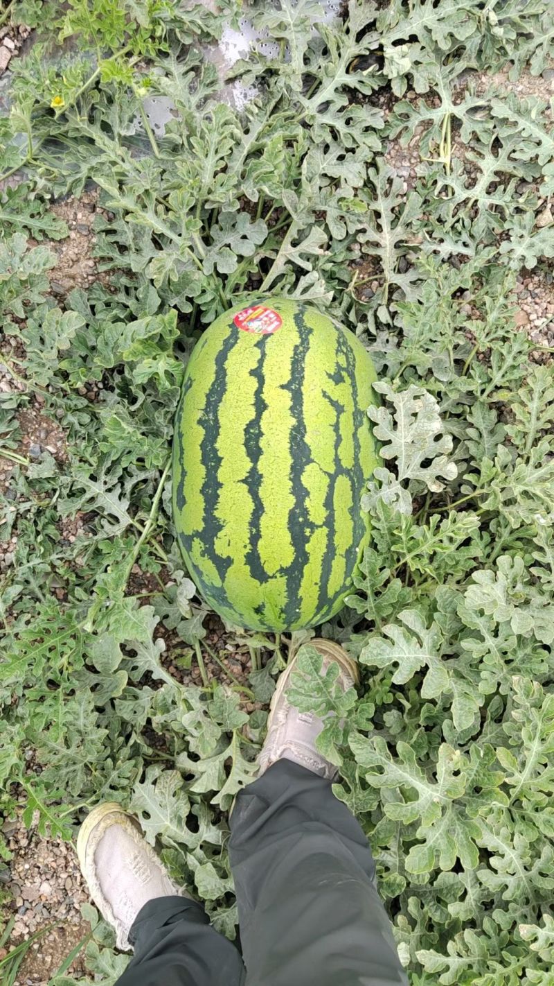 【热卖推荐】宁夏硒砂瓜、正宗石头瓜、价格实惠欢迎咨询