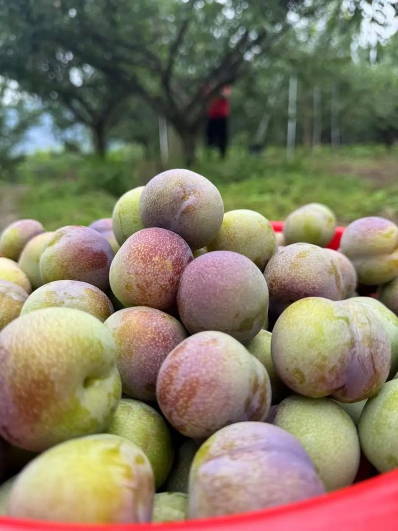 四川半边红李子，专业对接电商市场，多多仓库美团仓。