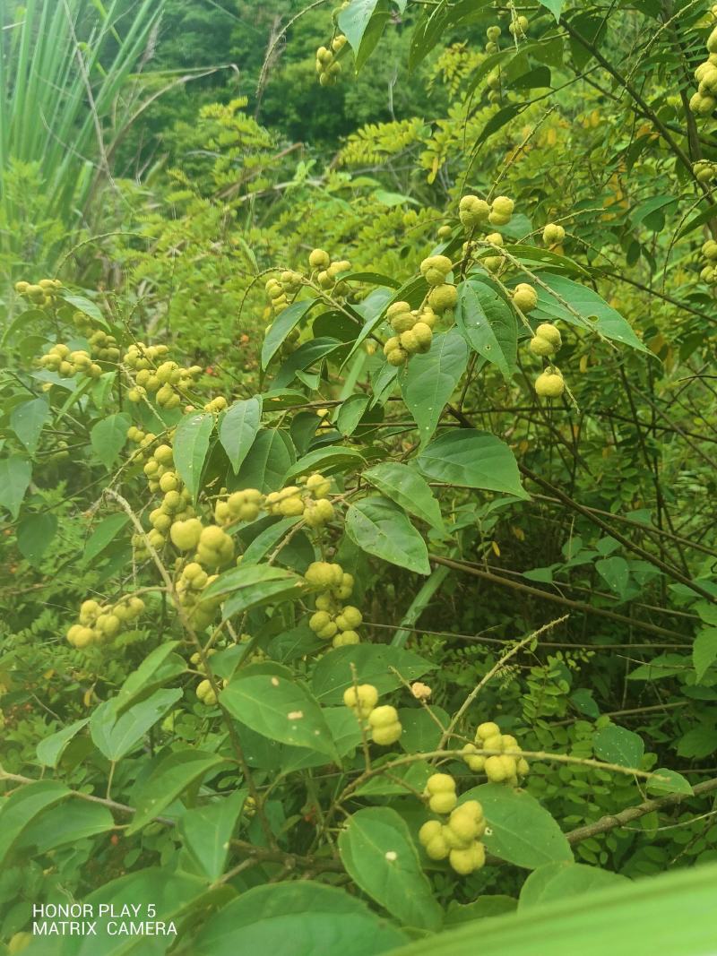 巴豆
