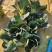 墨玉苏香一代杂交苏州青种子油亮耐寒青菜油菜种籽耐抽薹
