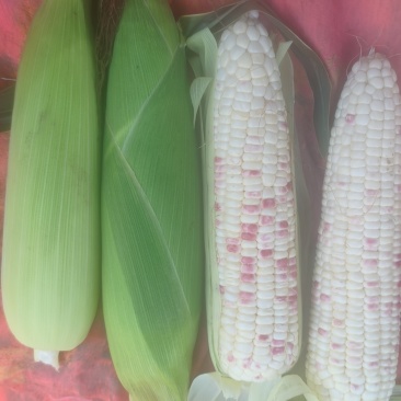 白粘花粘水果玉米大量出售