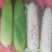 白粘花粘水果玉米大量出售