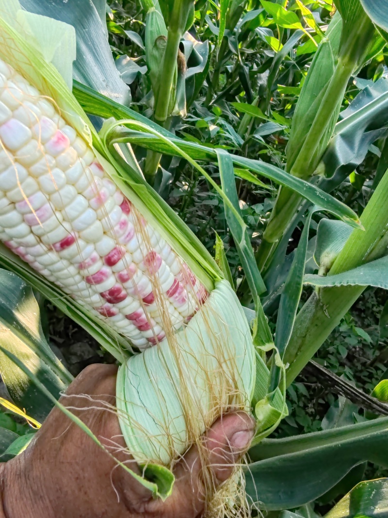 白粘花粘水果玉米大量出售