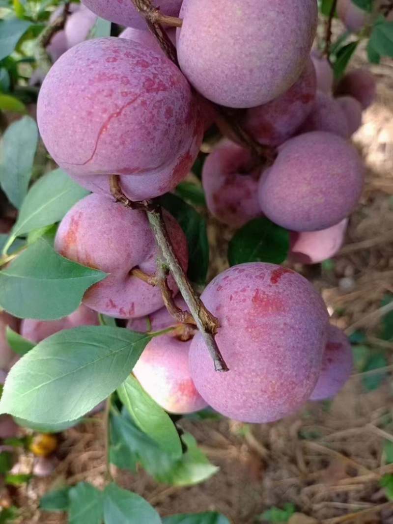 李子/三华李/福建龙岩脆甜芙蓉李/大量上市