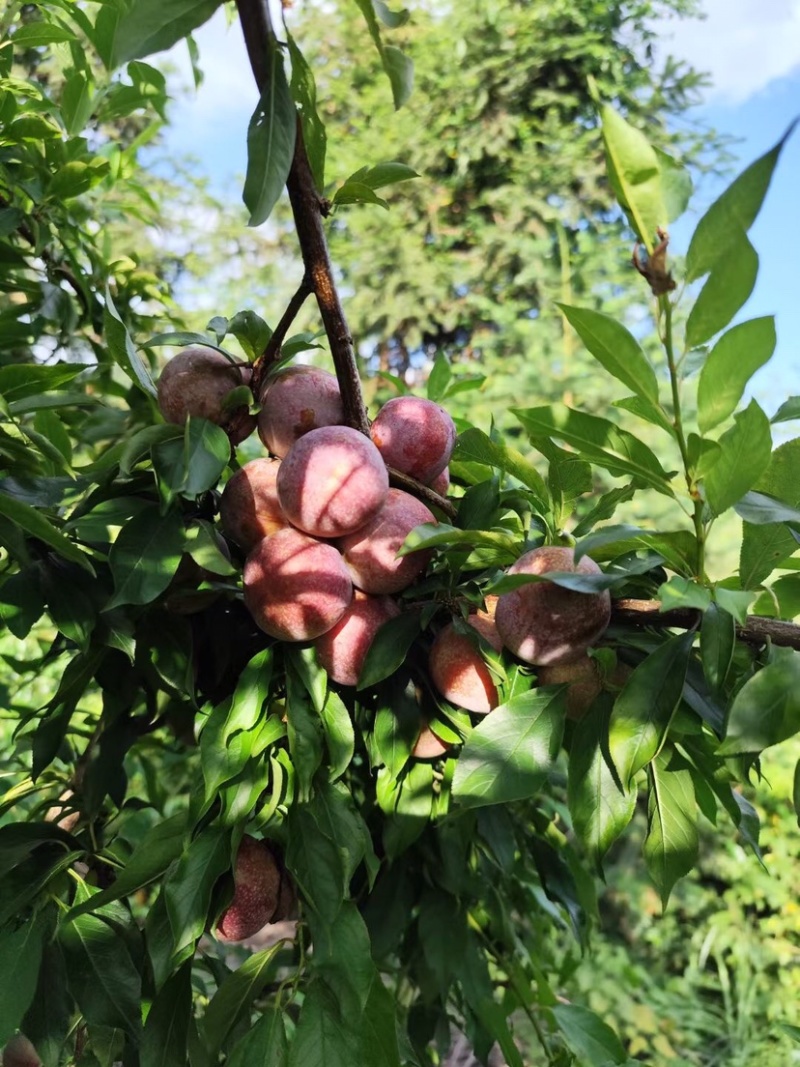 李子/三华李/福建龙岩脆甜芙蓉李/大量上市
