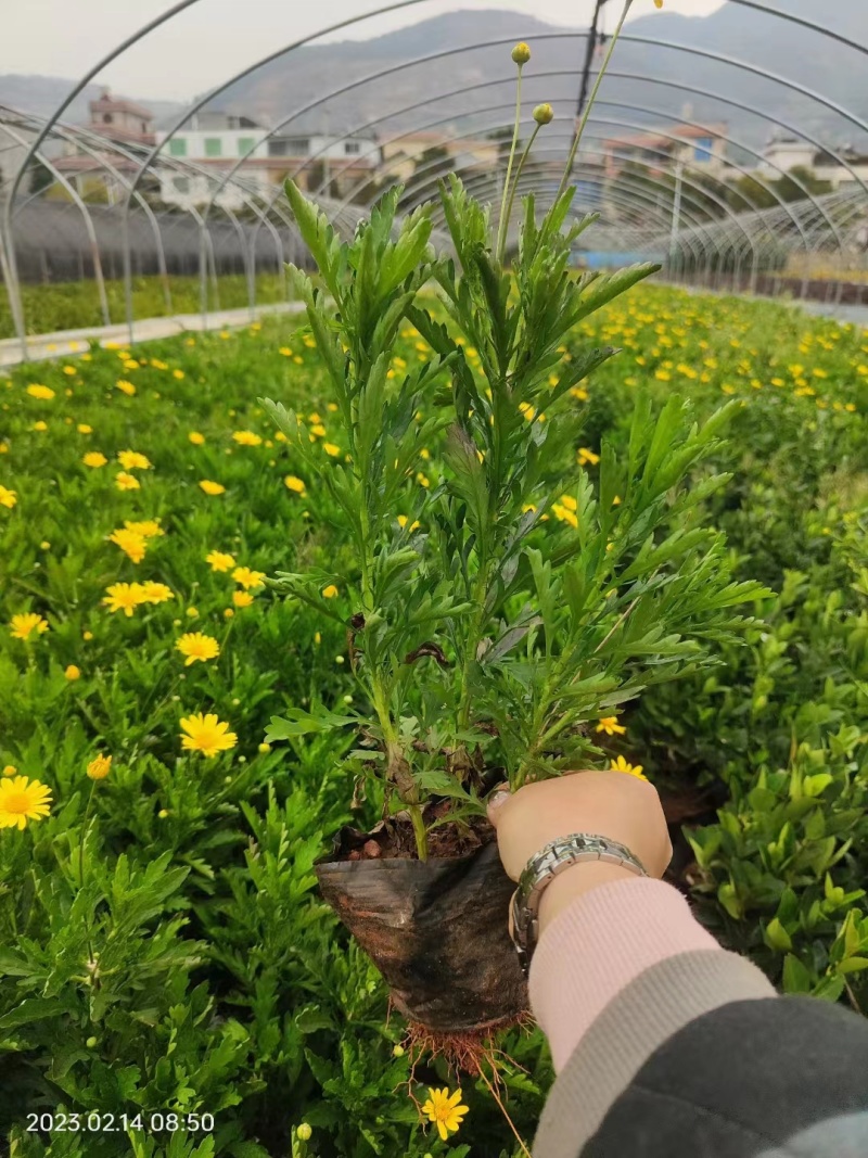 木春菊