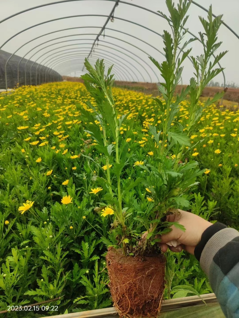 木春菊