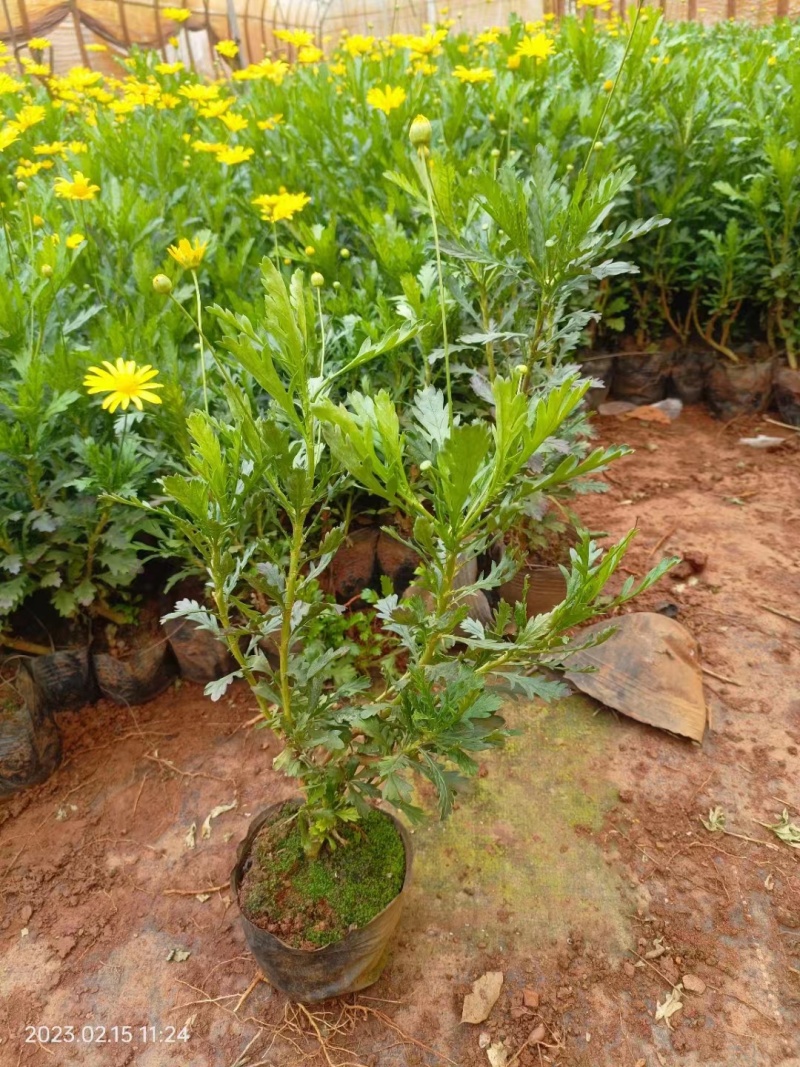 木春菊