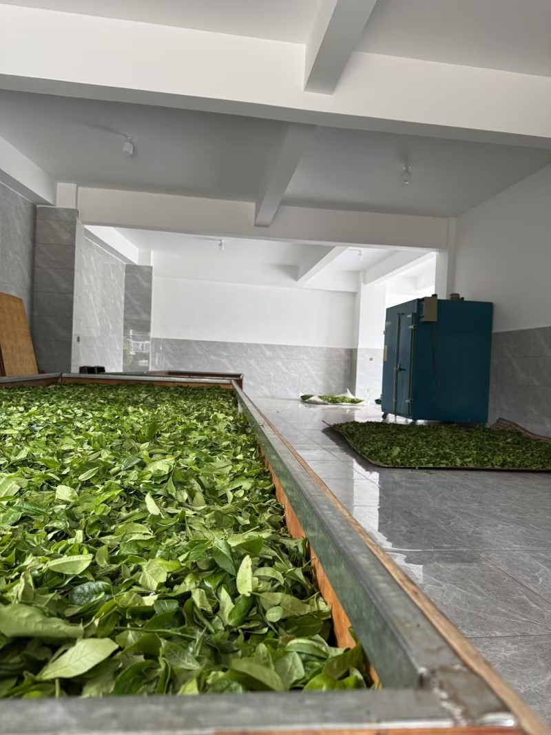 滇红茶试喝装云南凤庆滇红茶茶叶协会品牌授权厂家