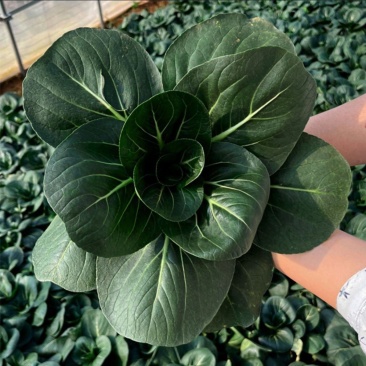 态湖菜青菜种子油亮矮脚苏州青种籽耐寒阳台庭院四季播种