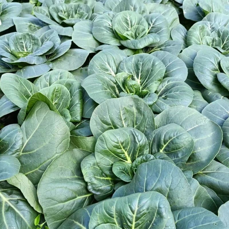 态湖菜青菜种子油亮矮脚苏州青种籽耐寒阳台庭院四季播种