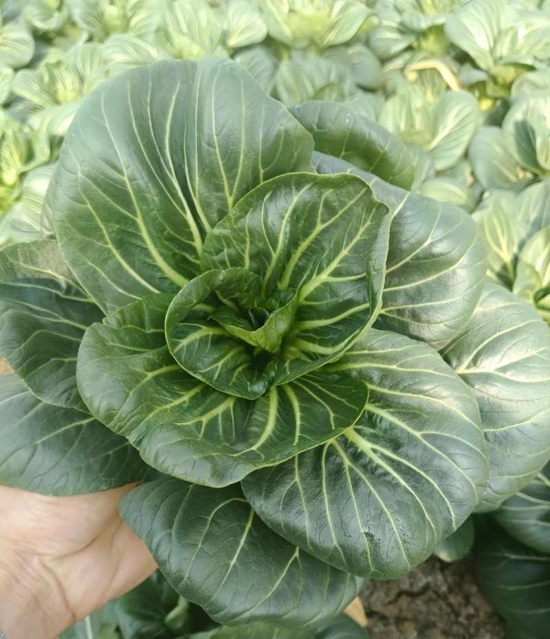 态湖菜青菜种子油亮矮脚苏州青种籽耐寒阳台庭院四季播种