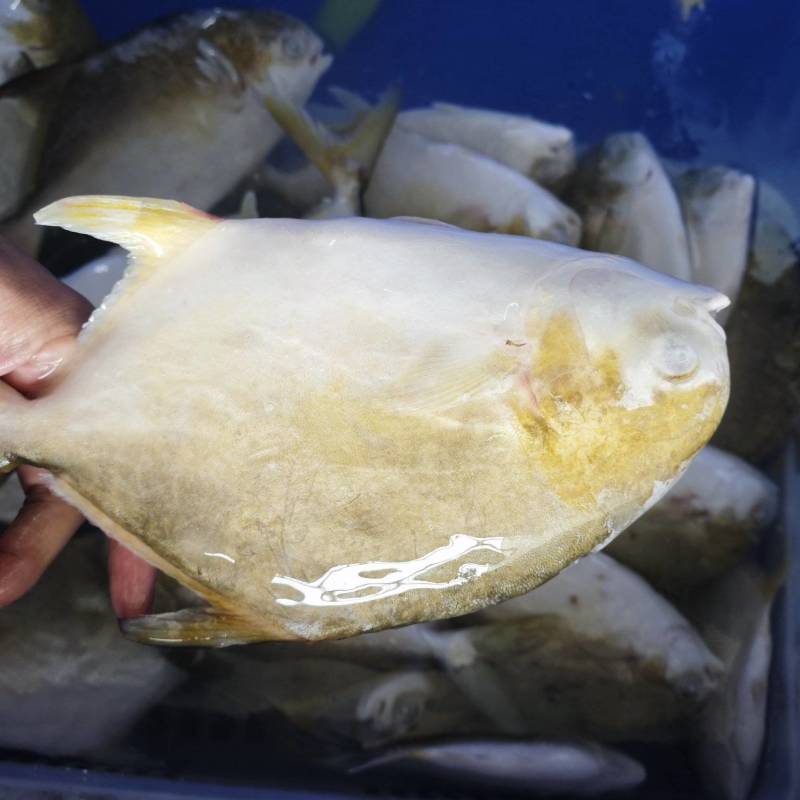 广西北海金鲳鱼