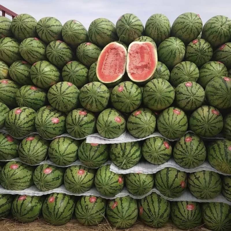 宁夏中卫产地精品石头瓜大量供应，硒沙，金城