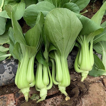 耐抽苔冬油8号青梗菜种子优质高产抗病耐抽商品性佳农家冬春