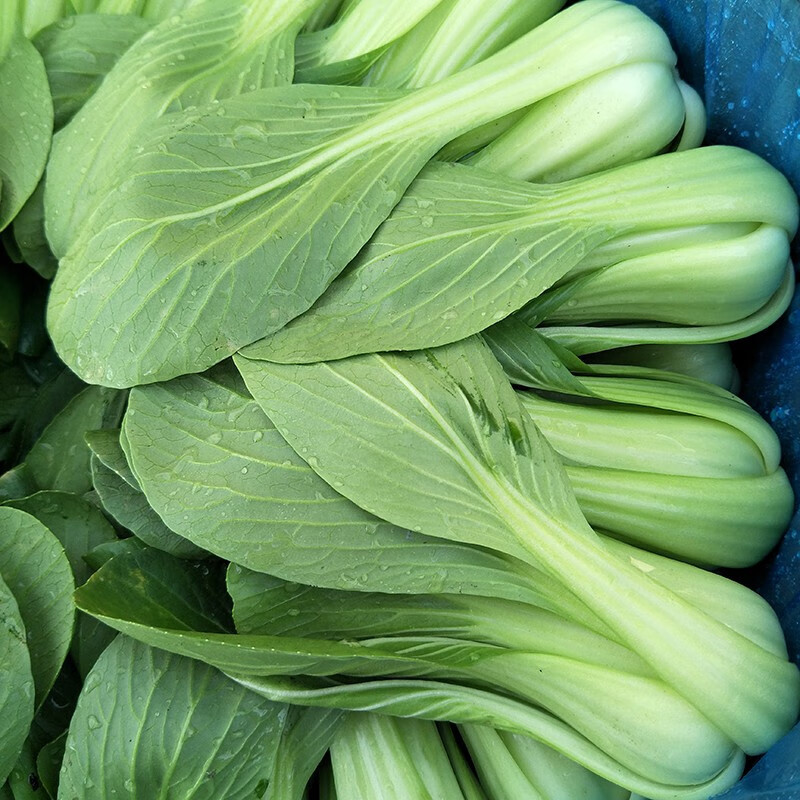 耐抽苔冬油8号青梗菜种子优质高产抗病耐抽商品性佳农家冬春