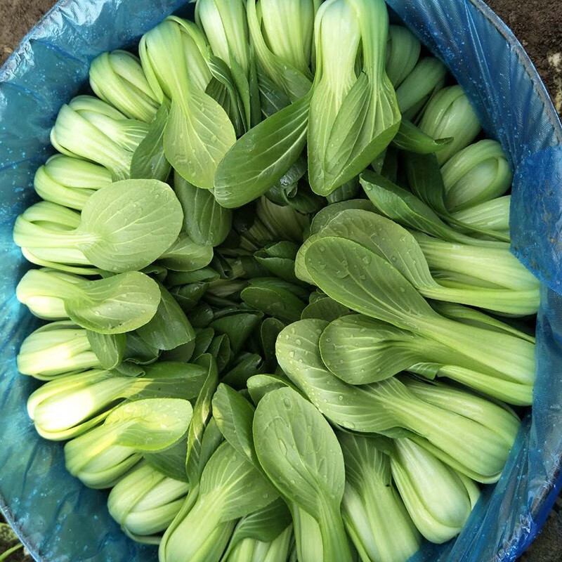 耐抽苔冬油8号青梗菜种子优质高产抗病耐抽商品性佳农家冬春